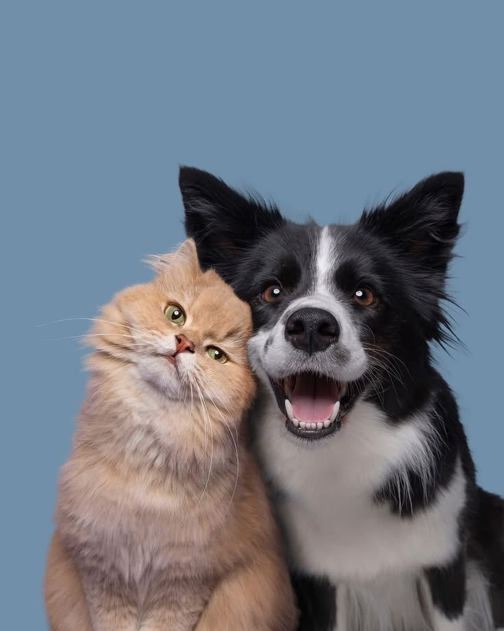 Pets